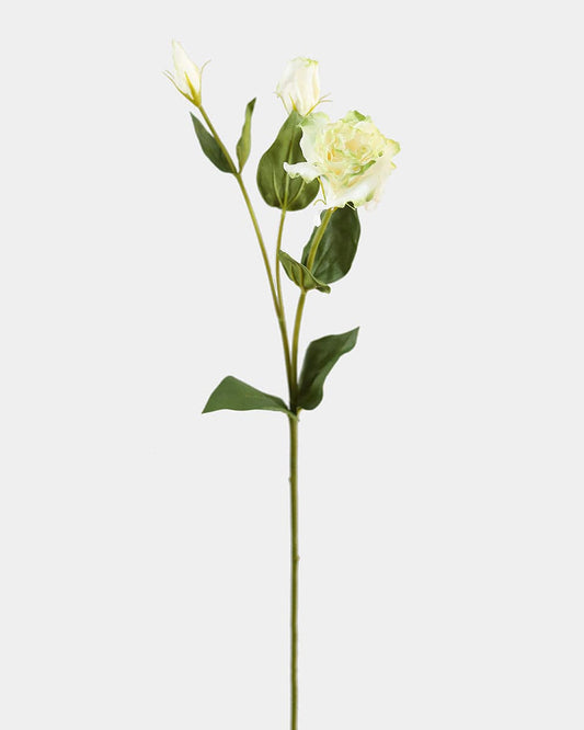 Real Touch Cream Green Lisianthus 22"