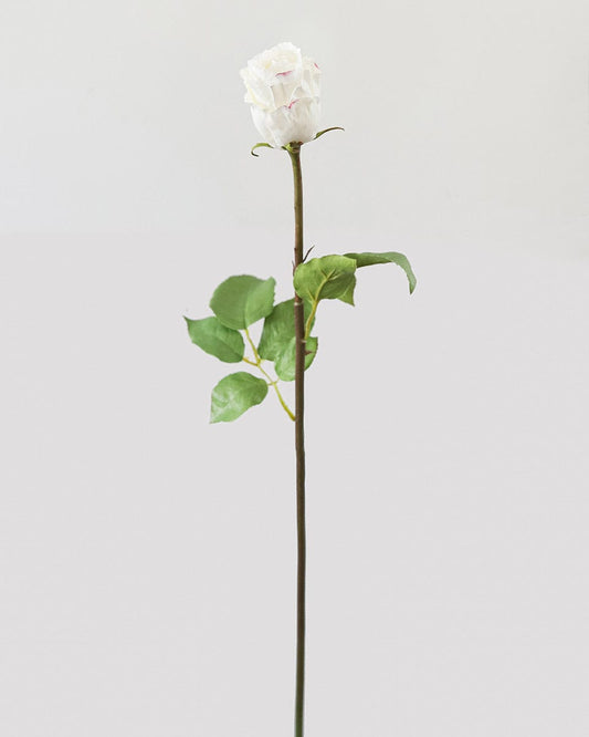 White Dutchess Rose Bud 23"