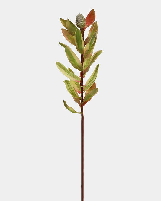 Leucadendron Protea Foliage 19"