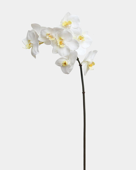 White Orchid Phalaenopsis 23"