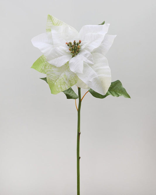 White Poinsettia 24"