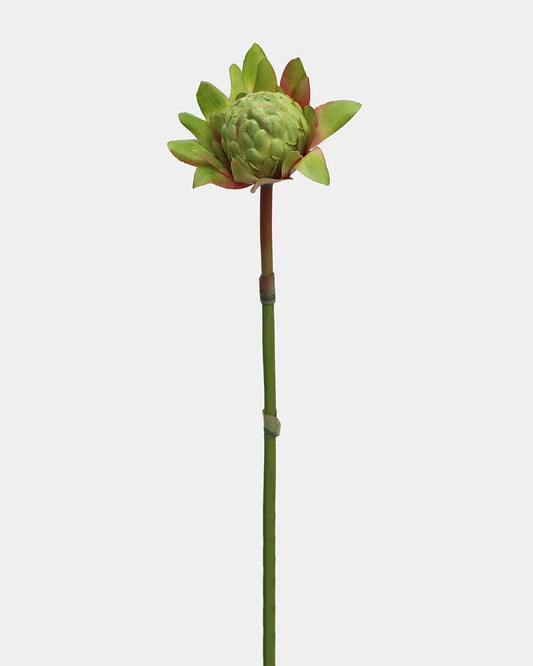 Tropical Waratah Protea 16.5"