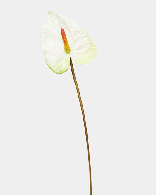 Painters Palette Anthurium 22"