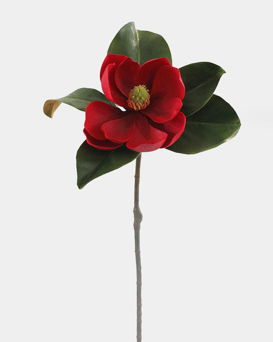 Crimson Red Magnolia 24"