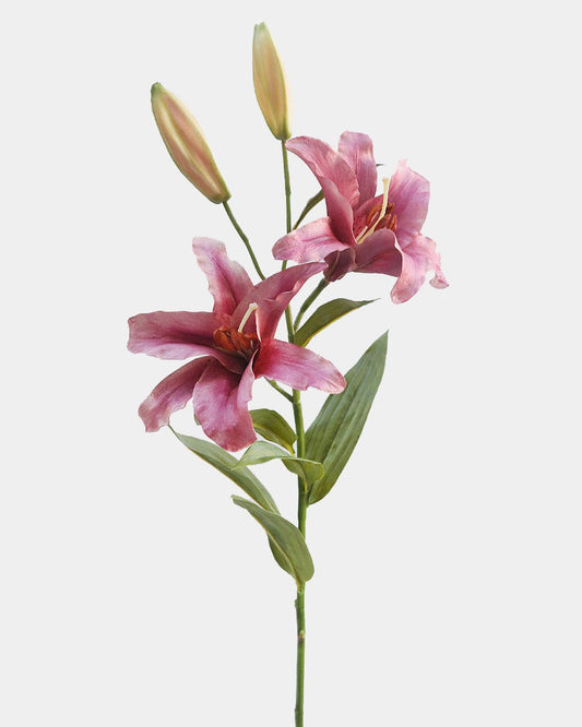 Plum Stargazer Lily 37.5"
