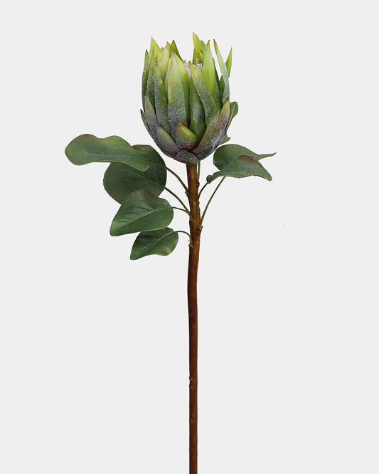 Green King Protea 23.5"
