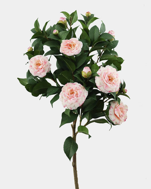 Pink Camellia Flower Bush 44"