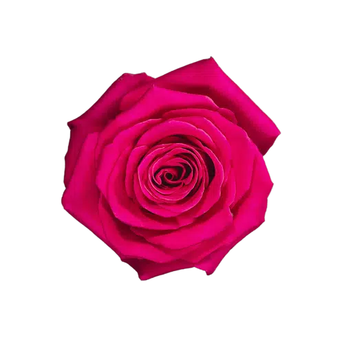 Hot Pink Roses, 100 Stems