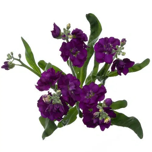 Purple Stock Flowers, 100 stems