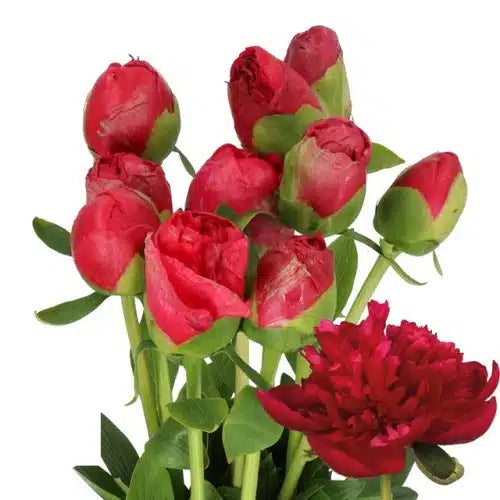 Red Peony Cerise 60 stem