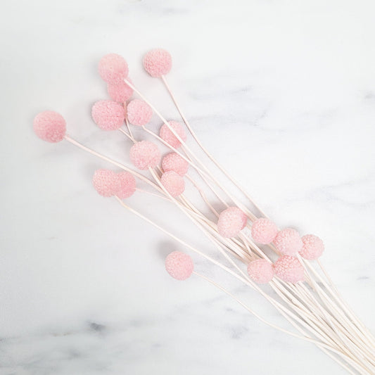 Dried Craspedia - Billy Balls