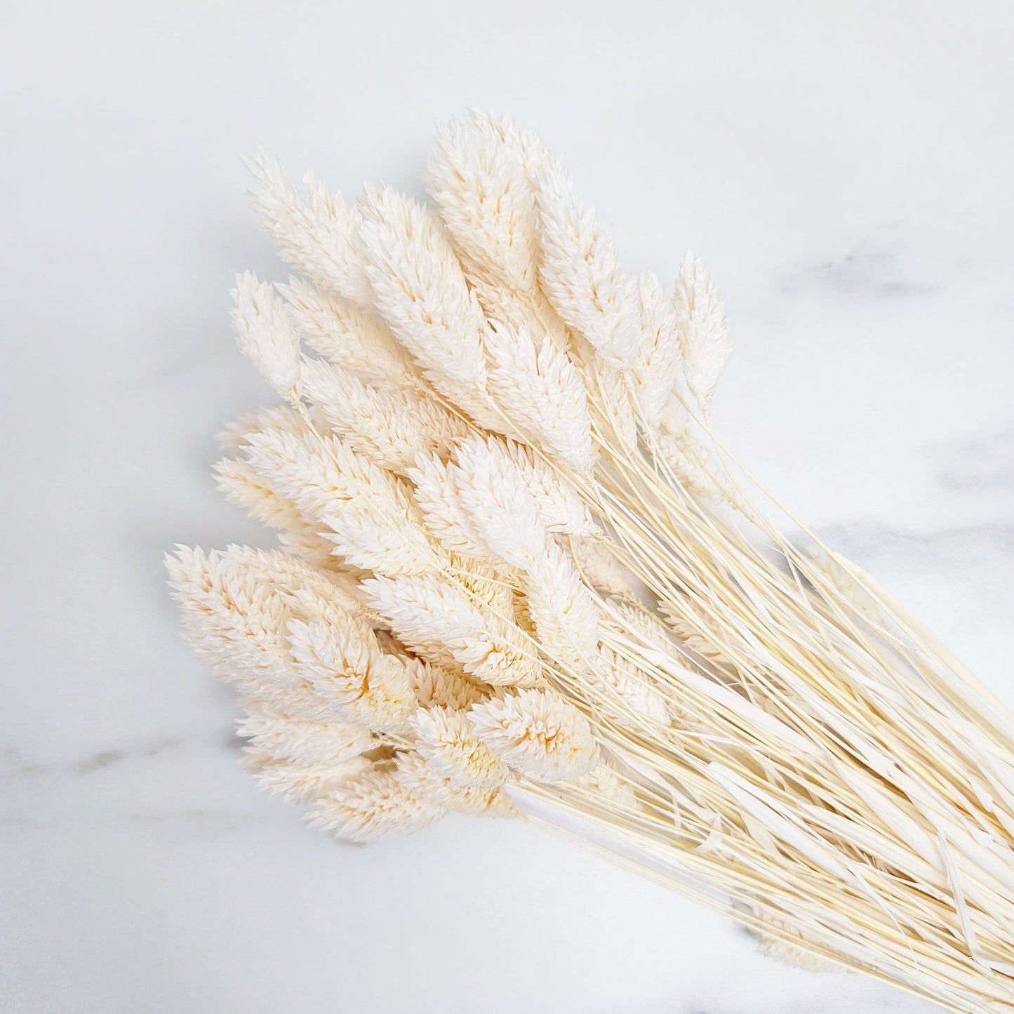 Dried Phalaris