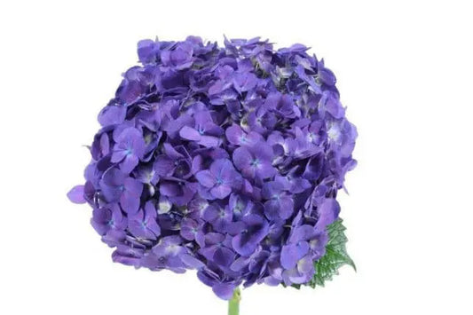 Purple Hydrangeas, 20 stems