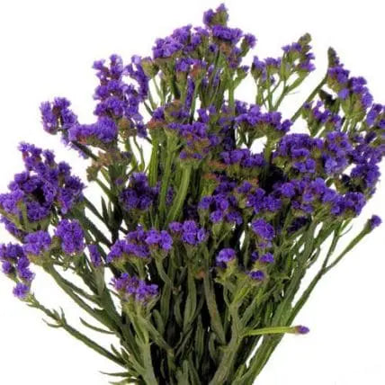 Purple Statice Flower 120 Stems