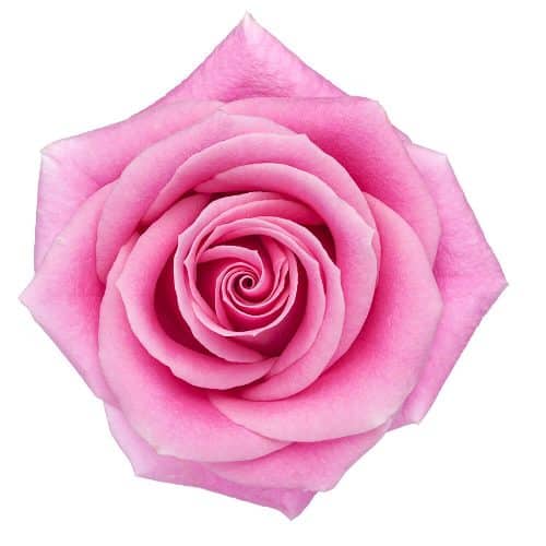 Rosita Vendela Pink Rose