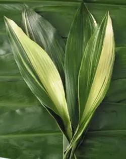 Aspidistra Variegated 100 Leaves