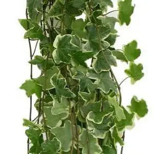 Variegated Ivy 10 Bunch