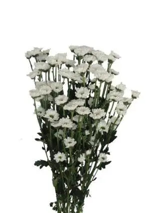 Micro Pompons White Flowers 12 bunch