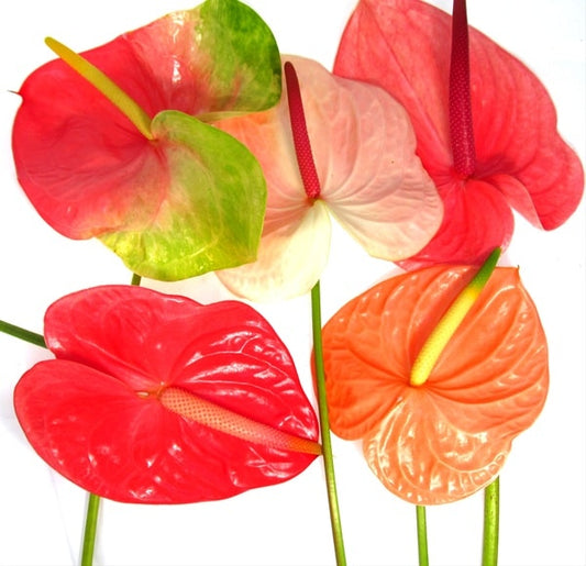 Assorted Anthuriums