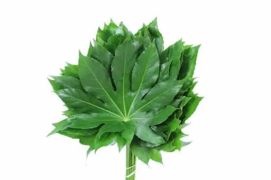 Aralia Leaf 20 Bunch