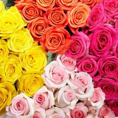 Assorted Roses, 1000 stems