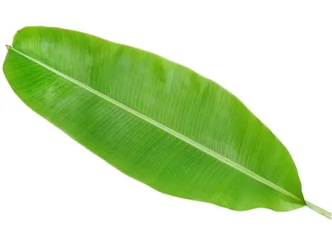 Banana Leaf 50 Leaves Bulk Box