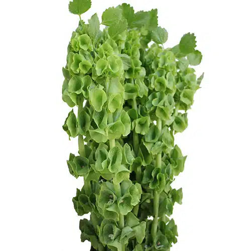 Bells of Ireland Flowers 100 stem