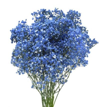 Baby's Breath Dyed Blue, Red or Green
