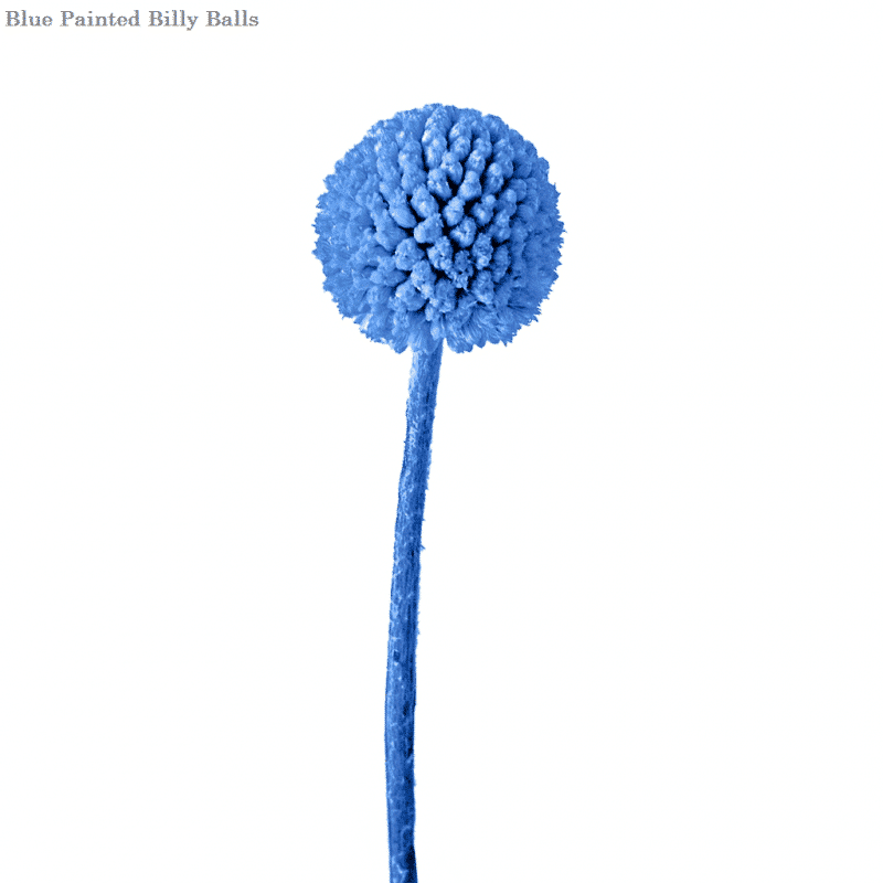Billy Balls Flower 50 stems