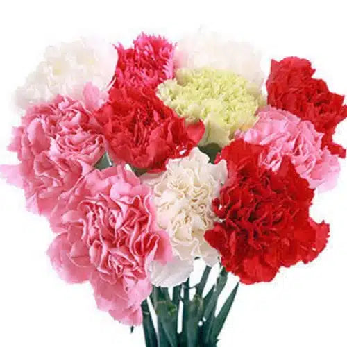 Carnation Flowers 175 stems