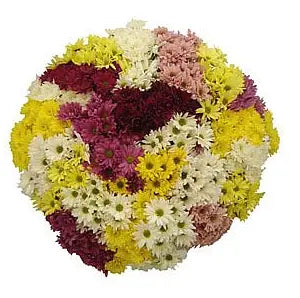 Cushion, Daisy, Novelty Flowers 12 bunch