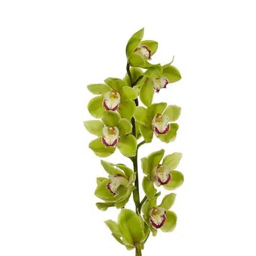 Green Cymbidium,10 Stems