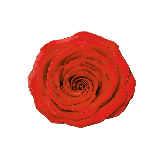 Dark Orange Roses, 100 stems