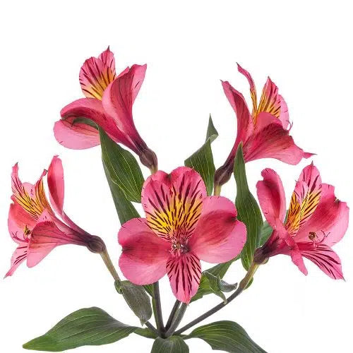 Fuchsia Tiger Lily Flowers 120 stems