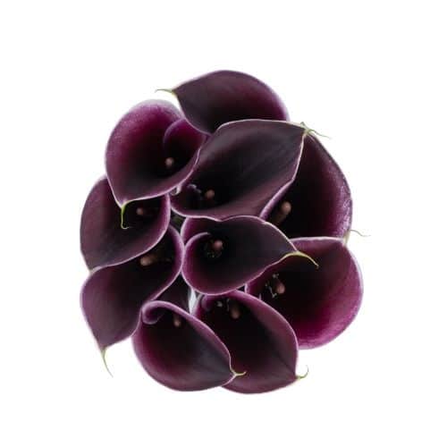 Dark Purple Mini Calla Lily