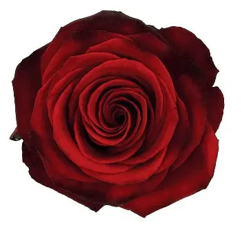 Dark Red Roses, 100 stems