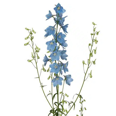 Light Blue Delphinium 100 stems