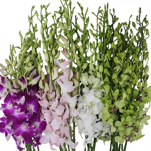 Assorted Dendrobium Orchids