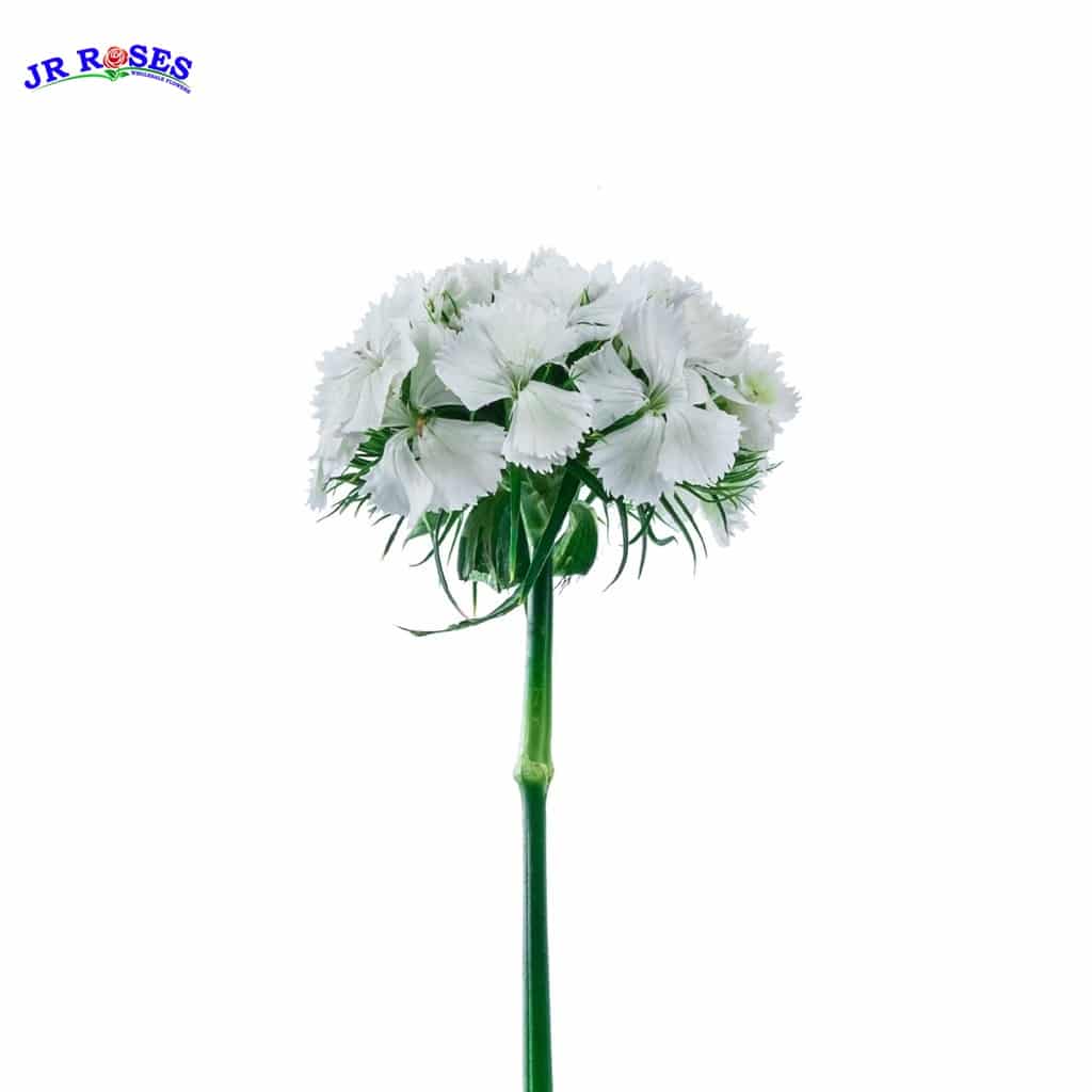 Dianthus Flowers 80 stems