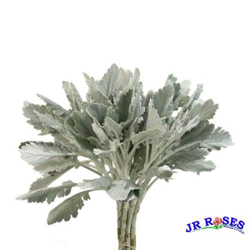 Dusty Miller Silver Grey Greenery