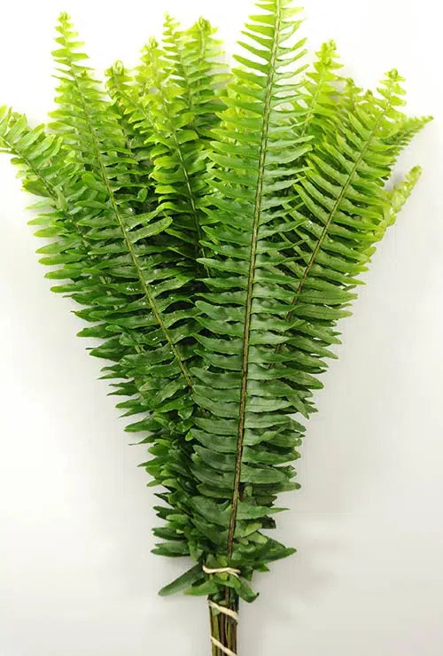 Feather Fern 15 Bunch