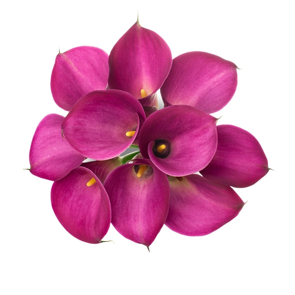 Fuchsia Hot Pink Mini Calla Lily
