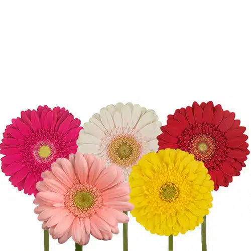 Mix Gerbera Daisy 80 Blooms