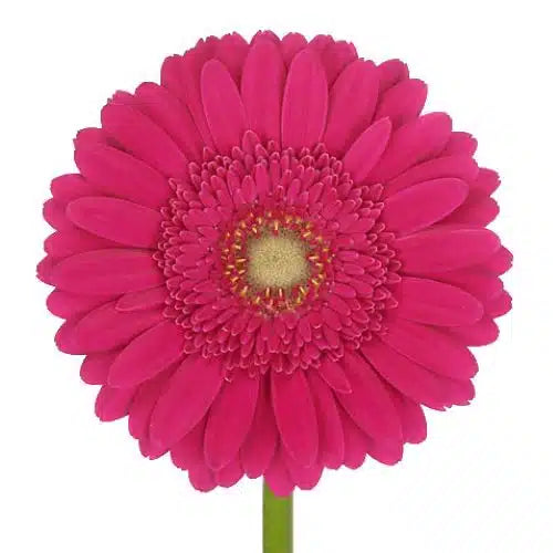 Fuchsia Gerbera Daisy 80 Blooms
