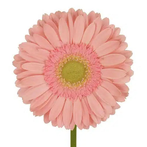Light Pink Gerbera Daisy 80 stems