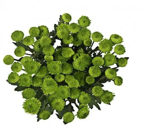 Green Button Flower 12 Bunch