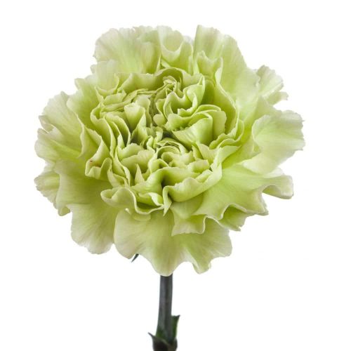 Green Carnation Flower 350 stems