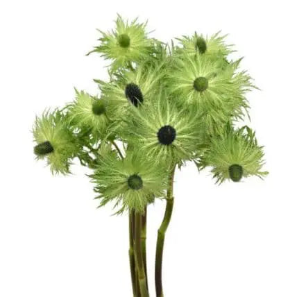 Green Eryngium Flowers 80 stems