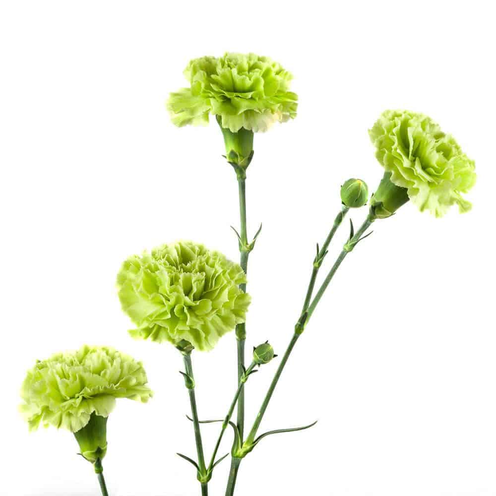 Green Mini Carnation Flowers