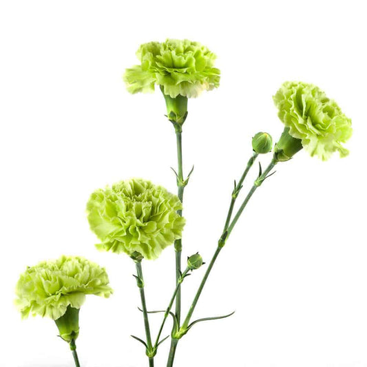 Green Mini Carnation Flowers